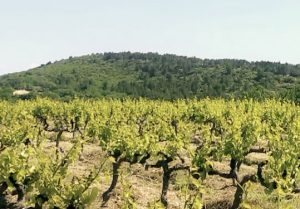 Amda Prod - Amda Wine