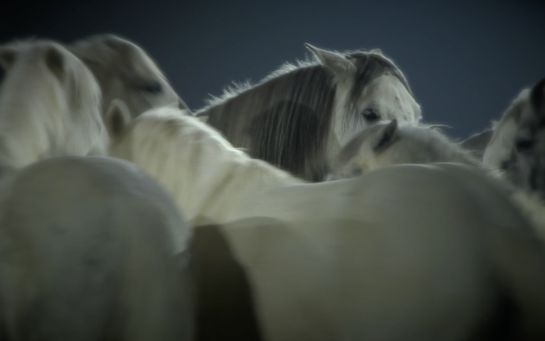 Cheval Passion 2019 – Teaser