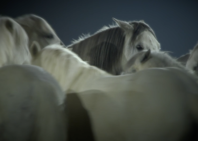 Cheval Passion 2019 – Teaser