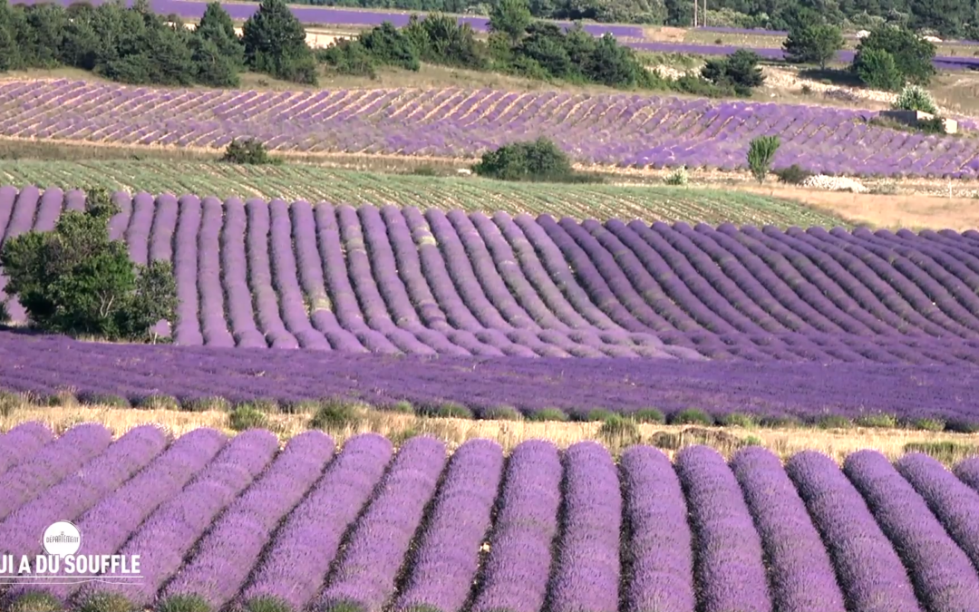 Vaucluse Provence Attractivité