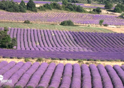 Vaucluse Provence Attractivité